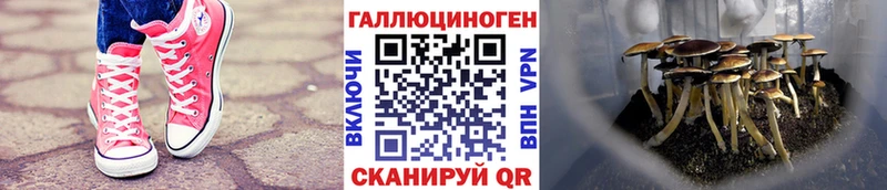 Купить  Енисейск  Псилоцибиновые грибы Psilocybine cubensis 